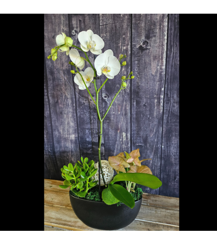 Modern Orchid Bowl