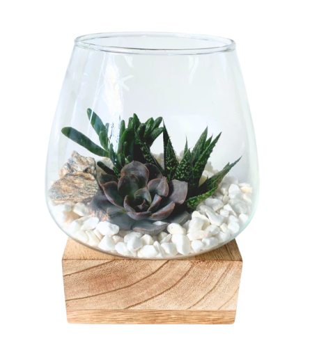 Glass w/ Wooden Base Succulent Planter