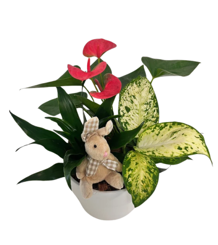 Easter Anthurium Planter