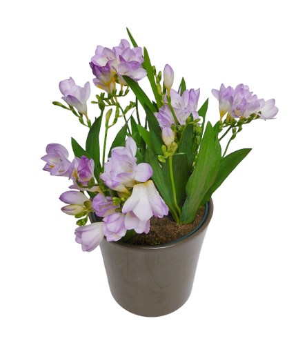 Potted Freesia Scent