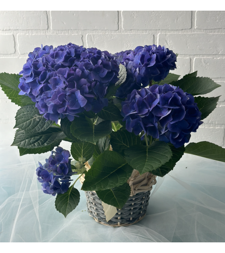 6” Blue Hydrangea Plant