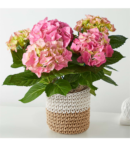 Pink  Happy Hydrangea plant