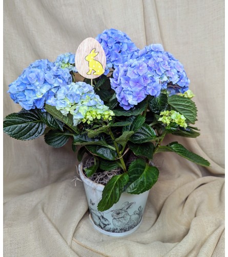 Easter Hydrangea Planter Basket