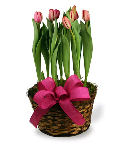 Spring Tulip Bulb Basket
