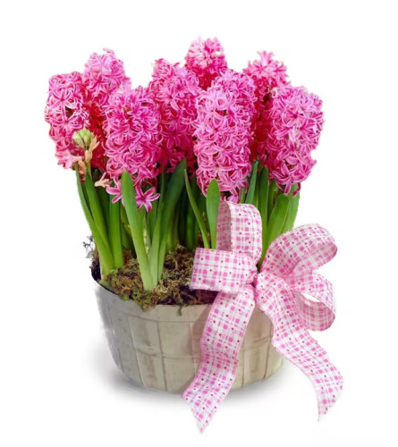 Spring Hyacinth Bulb Basket