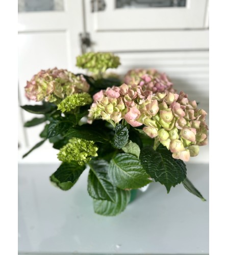 Pink flowering hydrangea