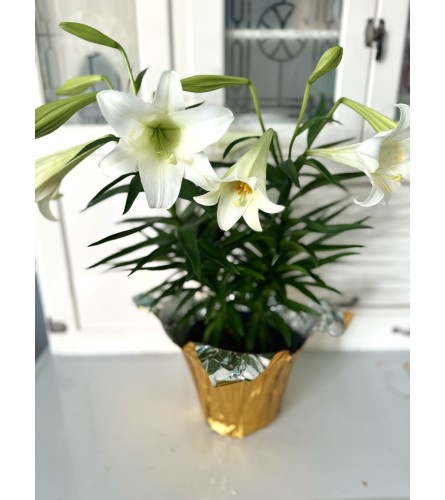 Flowering easter lily single stem