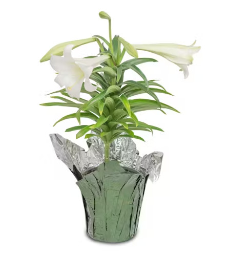 Easter Joy - Easter Lily Plant - Standard. An arrangement by North Liberty Flower Shop.