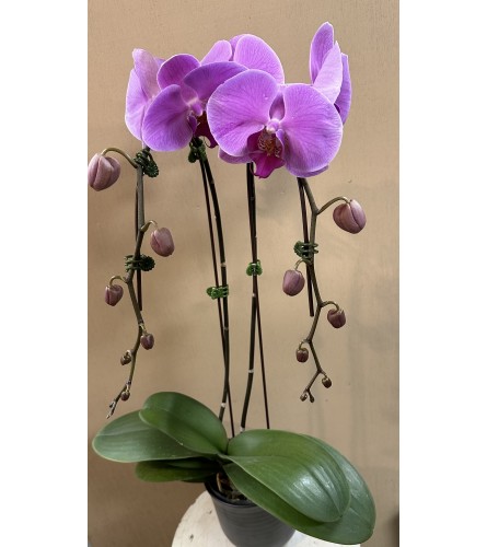 Double Waterfall Purple Orchid