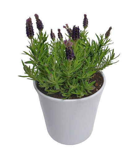 Lavender Potted Plant