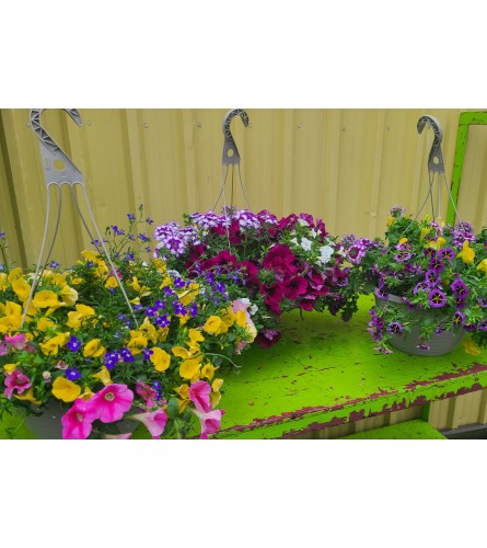 12 Hanging Basket. An arrangement by KW Flowers.