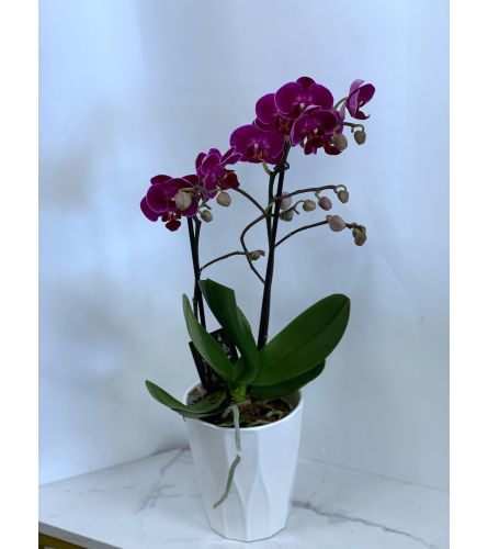 Double Spiked Orchid - Purple. An arrangement by Lori's Hearts and Flowers.