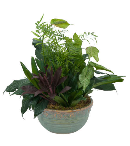 A variety of green plants in a ceramic container