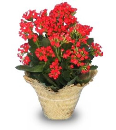 Kalanchoe Basket Plant