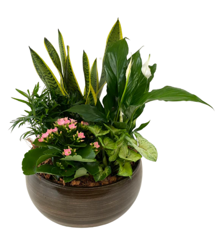 Extra Large Planter with Snake Plant