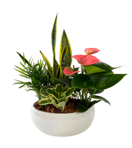 Extra Large Oval Tropical Planter