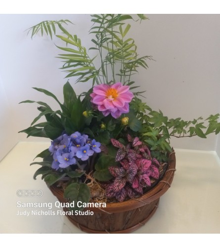 Planter Basket with Assorted Plants