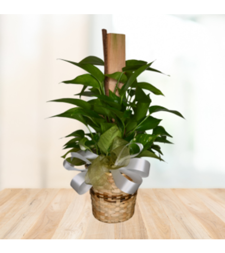 Playful Pothos