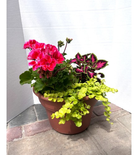 Small Patio Pot for Sun