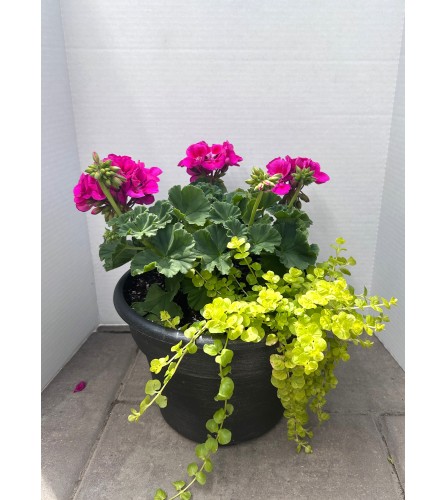 Potted Geranium