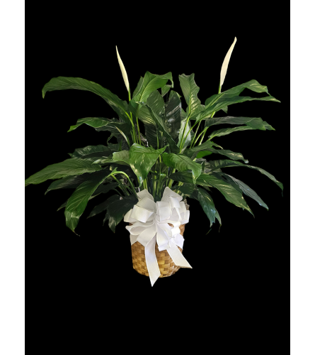 LPF Peace Lily