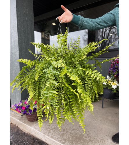 Fern Hanging Basket