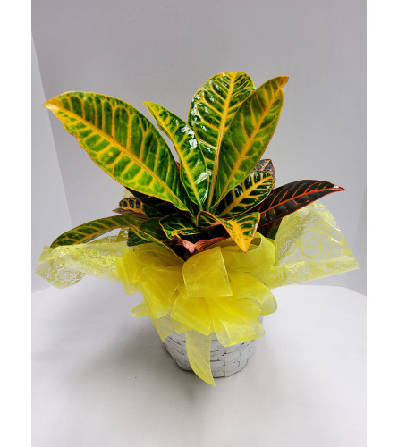 Croton Basket