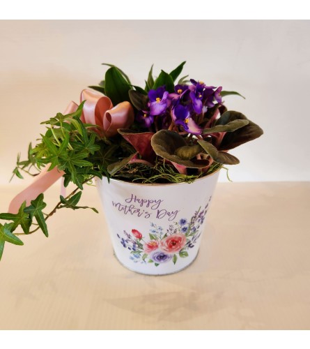 Mothers day violet planter