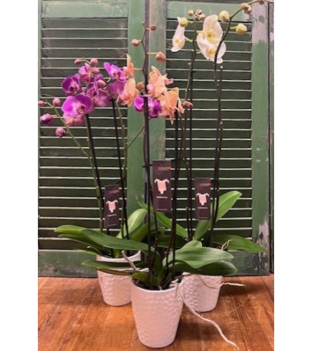 Classic Orchid for Mom