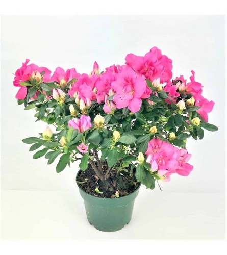 azalea plant /pink shades