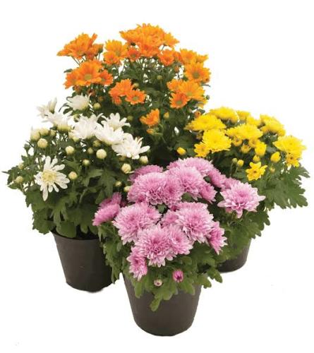 mum plant spring colors