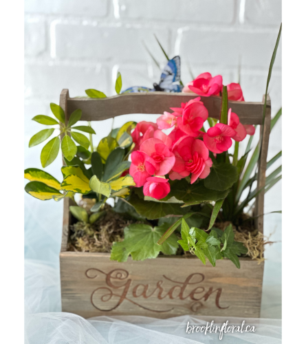 "Garden" Tropical Planter W/ Begonia Medium