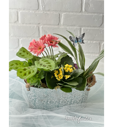 Tropical Garden W/ Gerbera & Kalanchoe