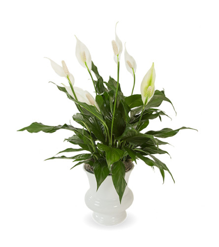 Urn Peace Lily Plant. An arrangement by Fletcher Heights Florist.