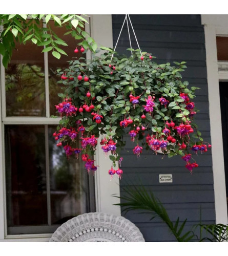 blooming hanging basket for Moderate Sun