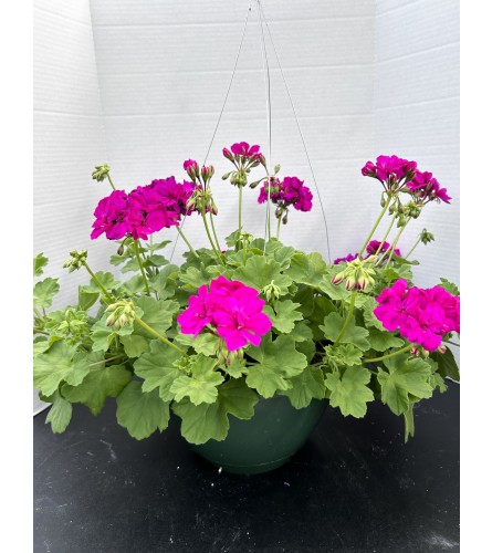 Geranium in Hanging Basket