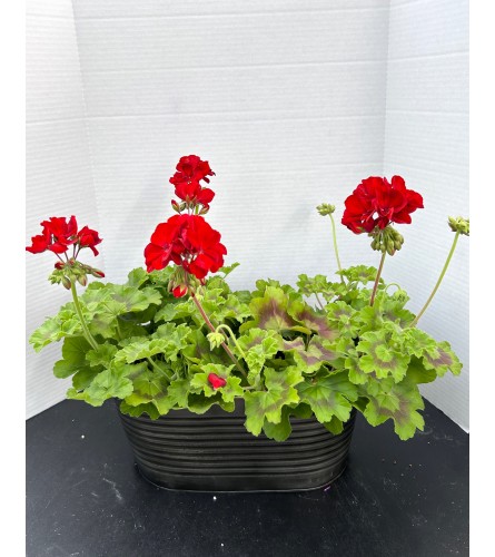 Double Geranium Basket