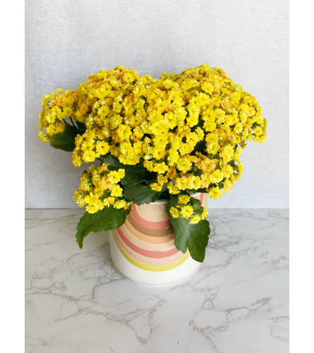 Yellow Kalanchoe in rainbow pot