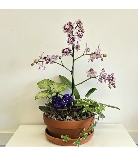Orchid Dish Garden - Standard. An arrangement by Flower Trends Florists.