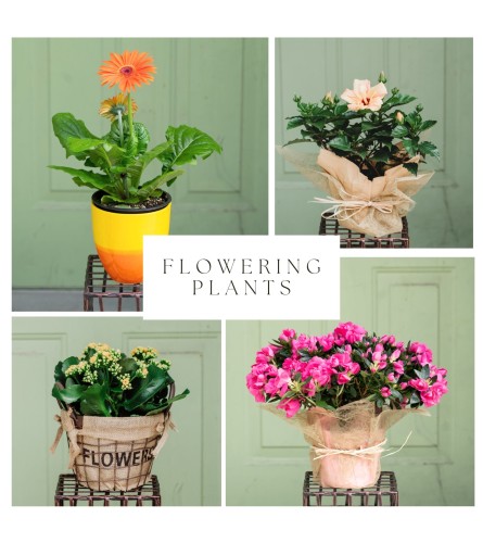 Designer's Choice Flowering Plant