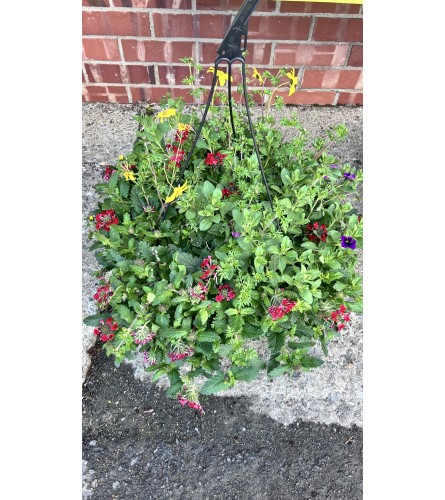 Mixed Outdoor Hanging Basket