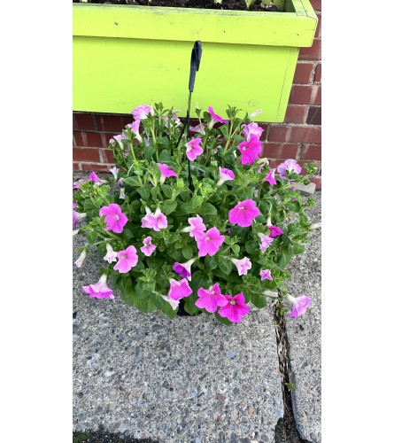 Petunia Hanging Basket