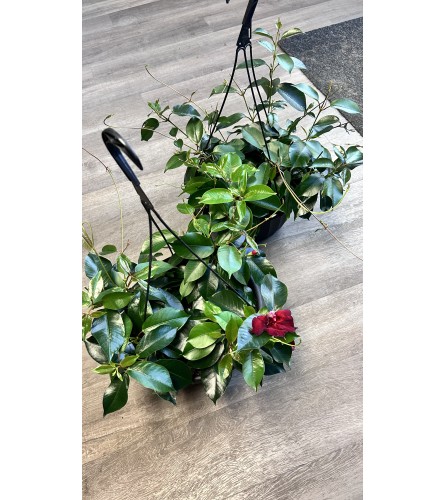 Dipladenia Hanging outdoor basket