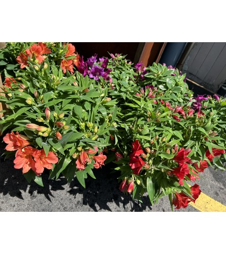 Potted Alstroemeria - Florist Choice Colour