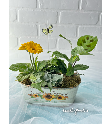 Gerbera Daisy Garden In Sunflower Pot