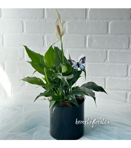 Peace Lily in Black Glass Pot