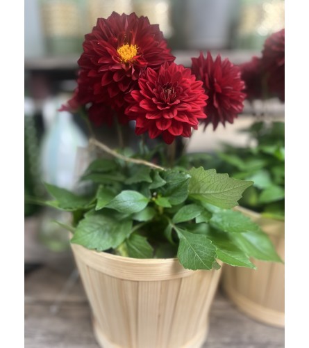 Outdoor Dahlia