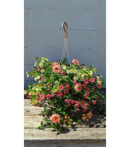 12" Hanging Basket