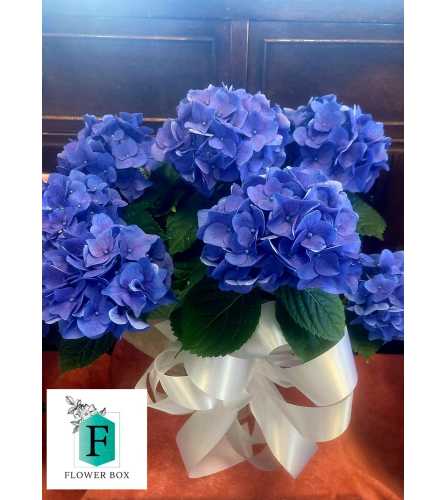 Blue Hydrangea Plant