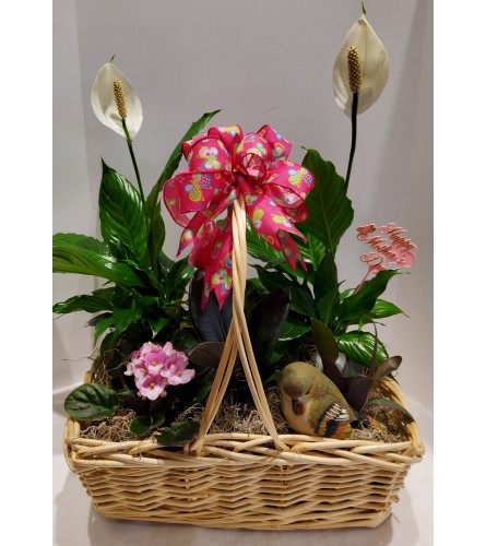 Summer Cyclamen Bird Garden